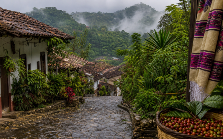 Calle empedrada de Cuetzalan entre vegetación, café y niebla de la Sierra Norte de Puebla