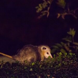 Un tlacuache entre ramas y vegetación durante la noche.