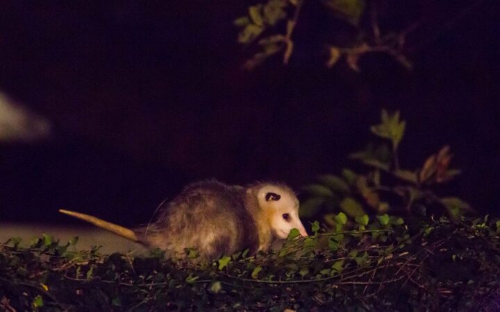 Un tlacuache entre ramas y vegetación durante la noche.