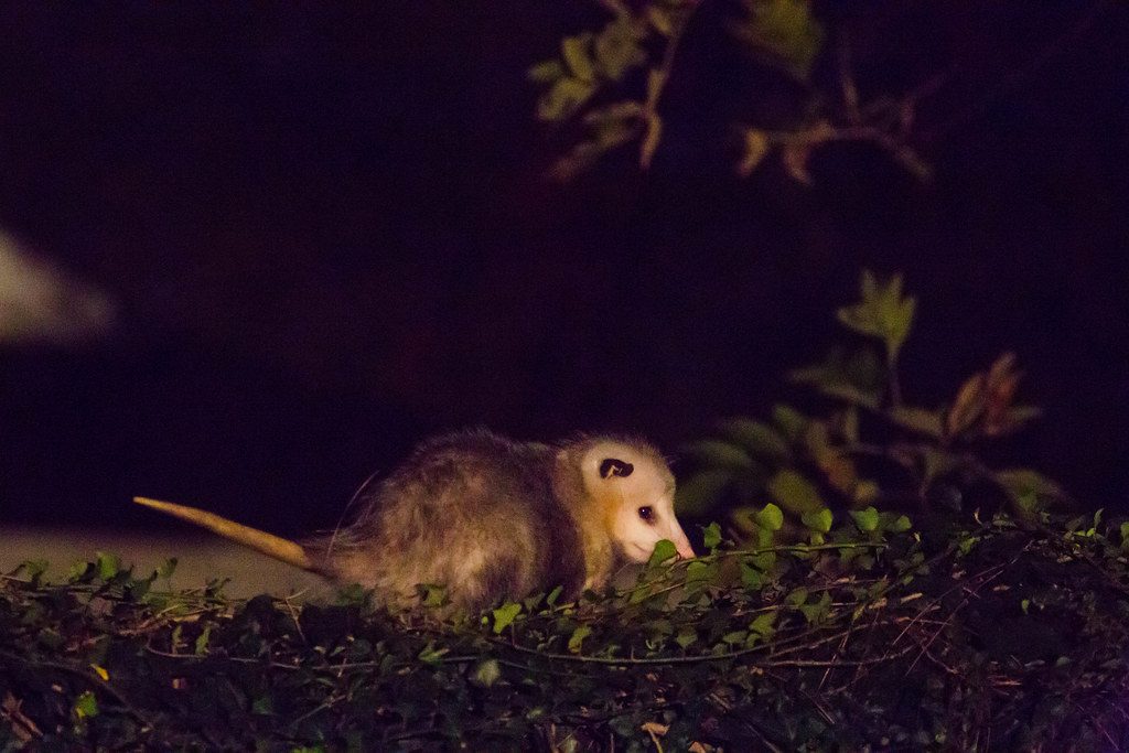 Un tlacuache entre ramas y vegetación durante la noche.